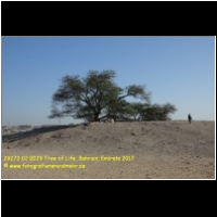 29272 02 0029 Tree of Life, Bahrain, Emirate 2017.jpg